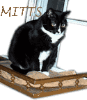 Mitts