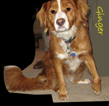 GINGER