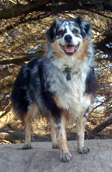 Gracey