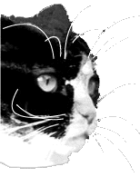 Tabitha