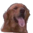 Cuervo